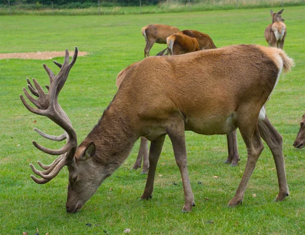 stag11a