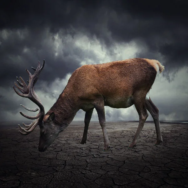 stag11c