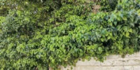 بررسی گوشی آنر ۹X پرو - دیجینوی