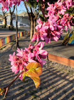 بررسی گوشی شیائومی می ۱۰ پرو - دیجینوی