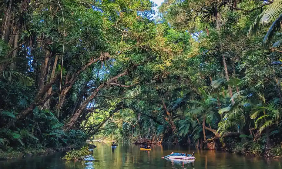 جنگل بارانی Daintree در استرالیا جنگل های بارانی