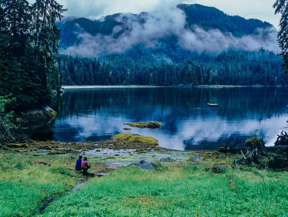 جنگل های بارانی جنگل ملی  Tongass در آمریکا