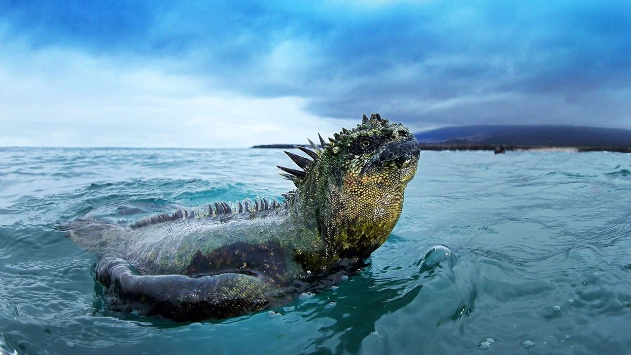 Galapagos-Islands-Ecuador اکوتوریسم صنعت گردشگری