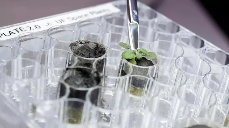 Moon Plant (1) گیاه رشدکرده در خاک ماه