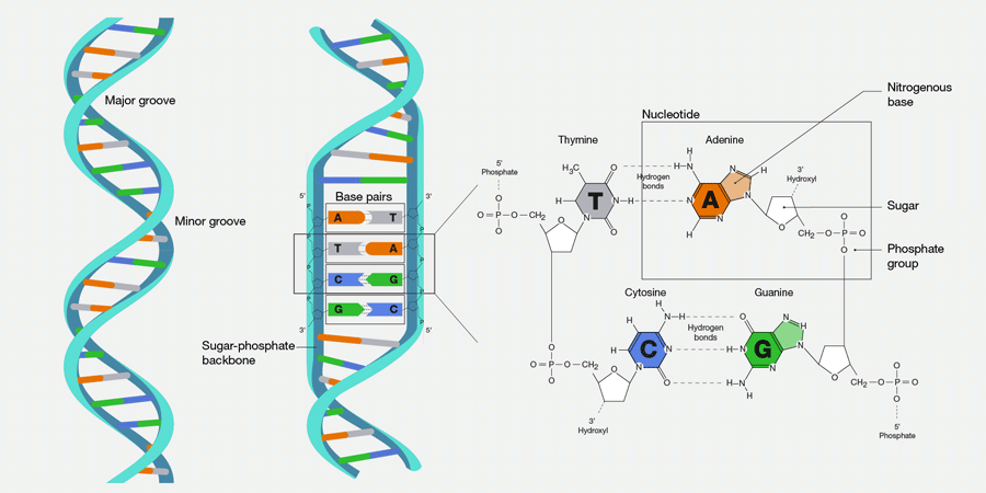 dna مخفف چیست — چرا باید dna را بشناسیم؟ - دیجینوی