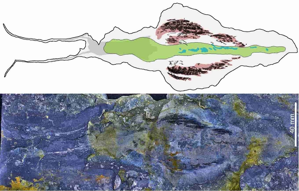 518-million-years-old giant worm fossils discovered in Greenland کشف فسیل یک کرم غولپیکر ۵۱۸ میلیون ساله در گرینلند - دیجینوی
