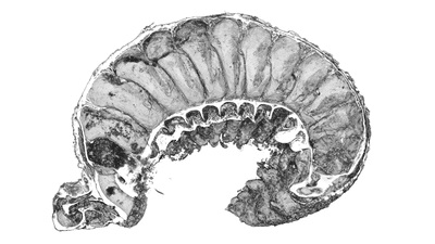 Scientists Found a 520-Million-Year-Old- دانشمندان معجزهای ۵۲۰ میلیون ساله یافتند: فسیلی با مغز و رودههای دستنخورده