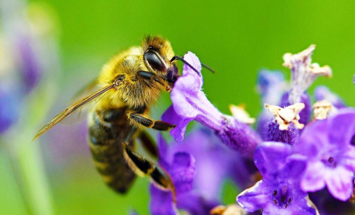 زنبورهای وحشی