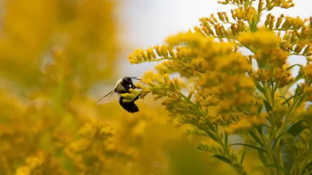wild-bees-visit-different-flowers1 زنبورهای وحشی