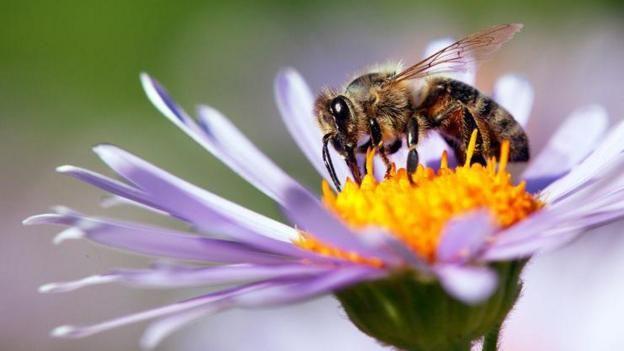 wild-bees-visit-different-flowers2 زنبورهای وحشی