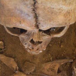 human skull seen from above دیجینوی: اخبار و بررسی تكنولوژی، کامپیوتر، موبایل، اینترنت