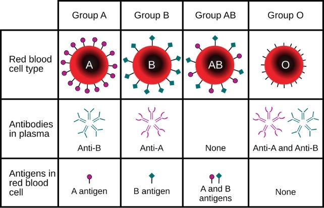 Scientists Create Universal Kidney To Match Any Blood Type دانشمندان موفق به ساخت کلیه «جهانی» شدند که با هر گروه خونی سازگار است - دیجینوی
