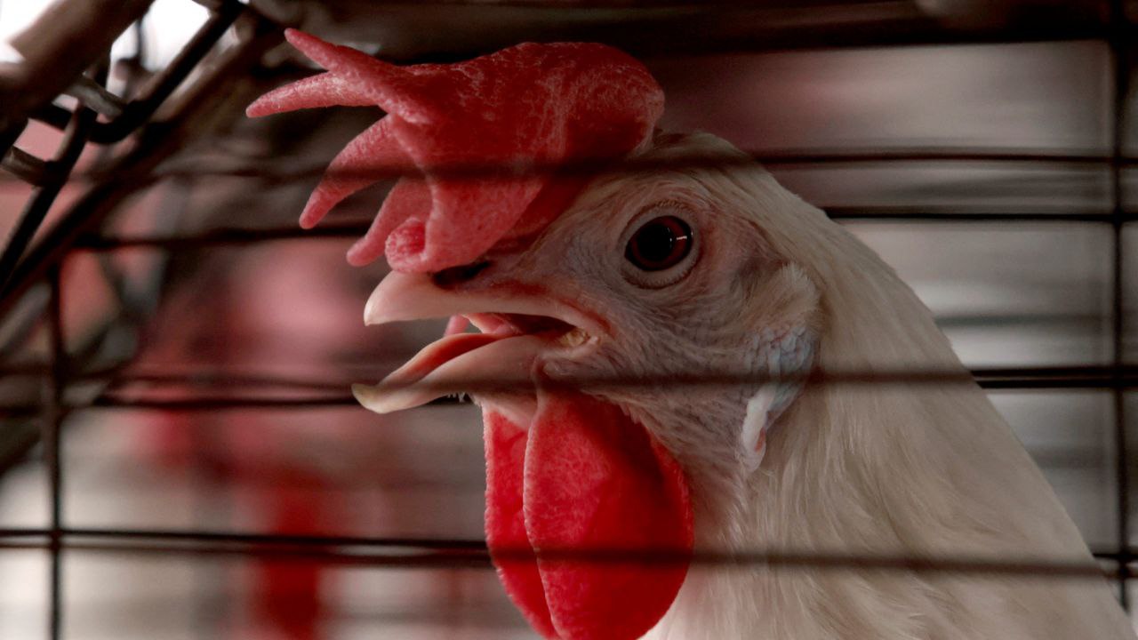 1 یک شهروند آمریکایی به ویروسی ناشناخته مبتلا شده است - دیجینوی