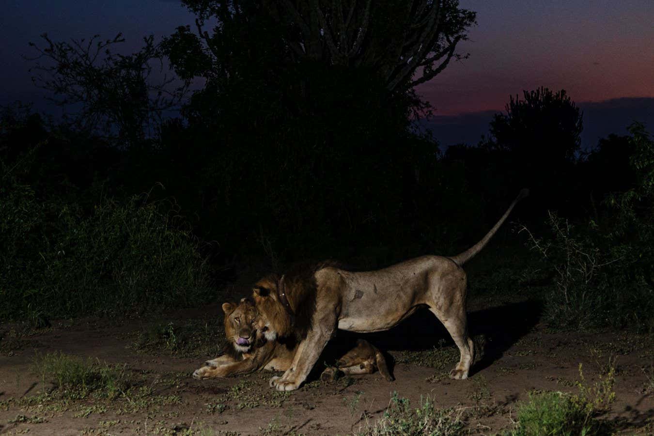 1000011242 این شیر سهپا، روشی کاملاً غیرمنتظره برای شکار آموخته است - دیجینوی