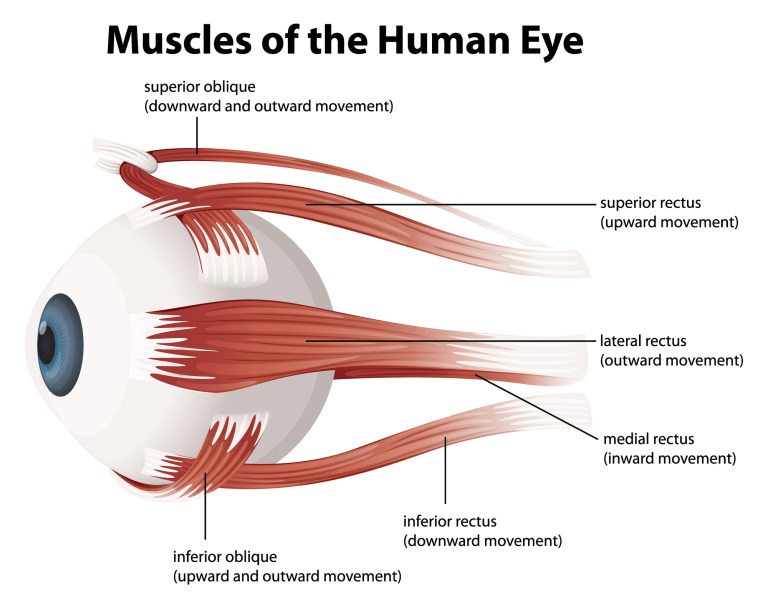 1000014247 آیا لوچ کردن چشمها واقعاً برای انسان مضر است؟ - دیجینوی