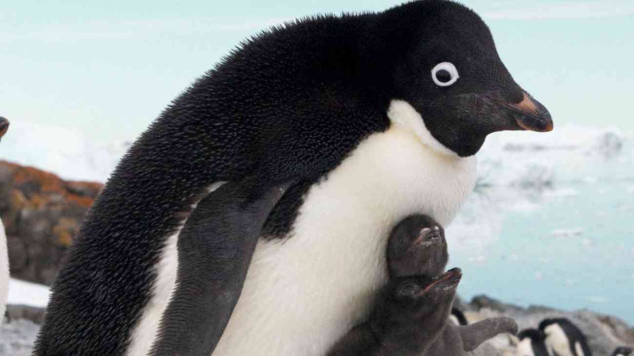 بامزه‌ترین حیوانات جهان؛ پنگوئن آدلی
