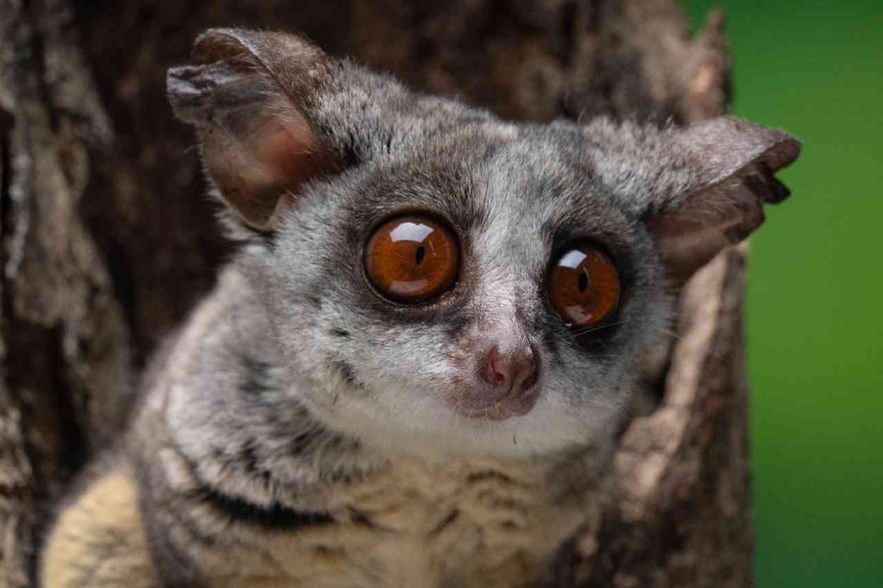 حیوانات بامزه؛ گالاگو