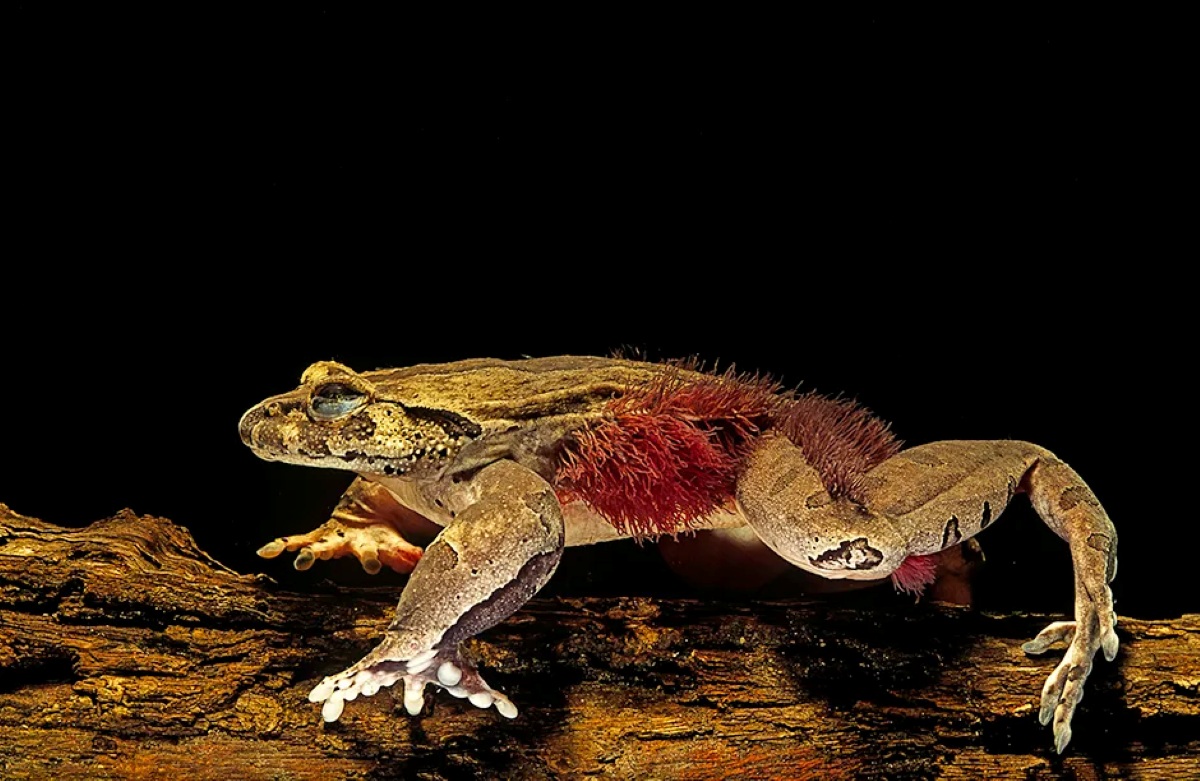 Hairy-frog ۱۰ حیوان شکارچی عجیب که لایق فیلم ترسناک اختصاصی خود هستند - دیجینوی