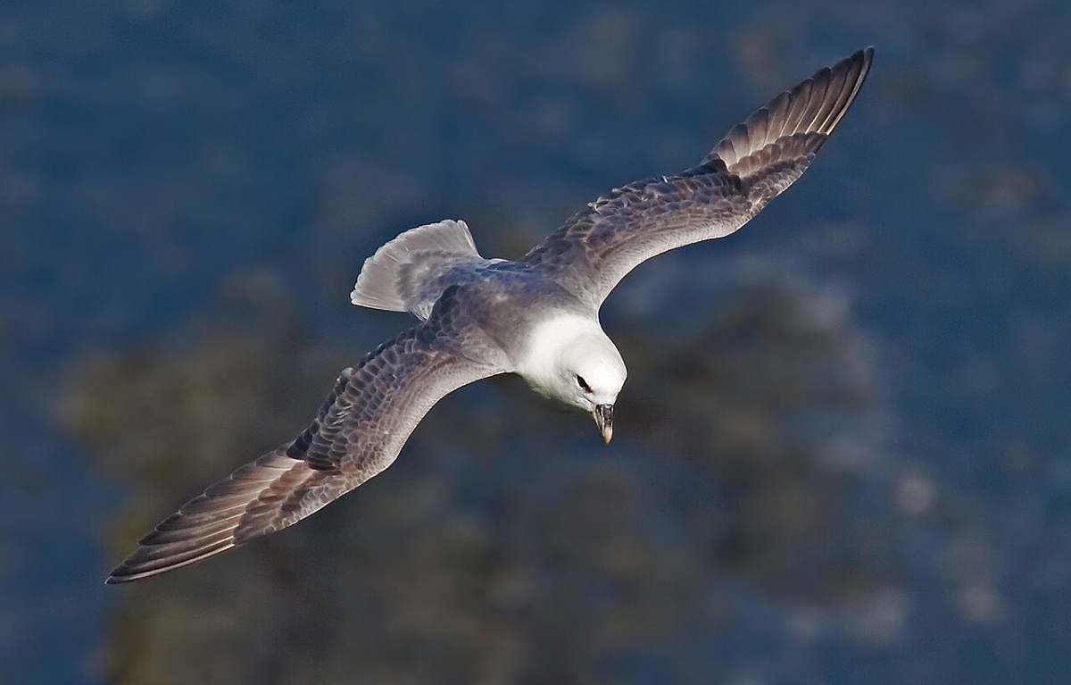 Northern-Fulmar ۱۰ حیوان شکارچی عجیب که لایق فیلم ترسناک اختصاصی خود هستند - دیجینوی