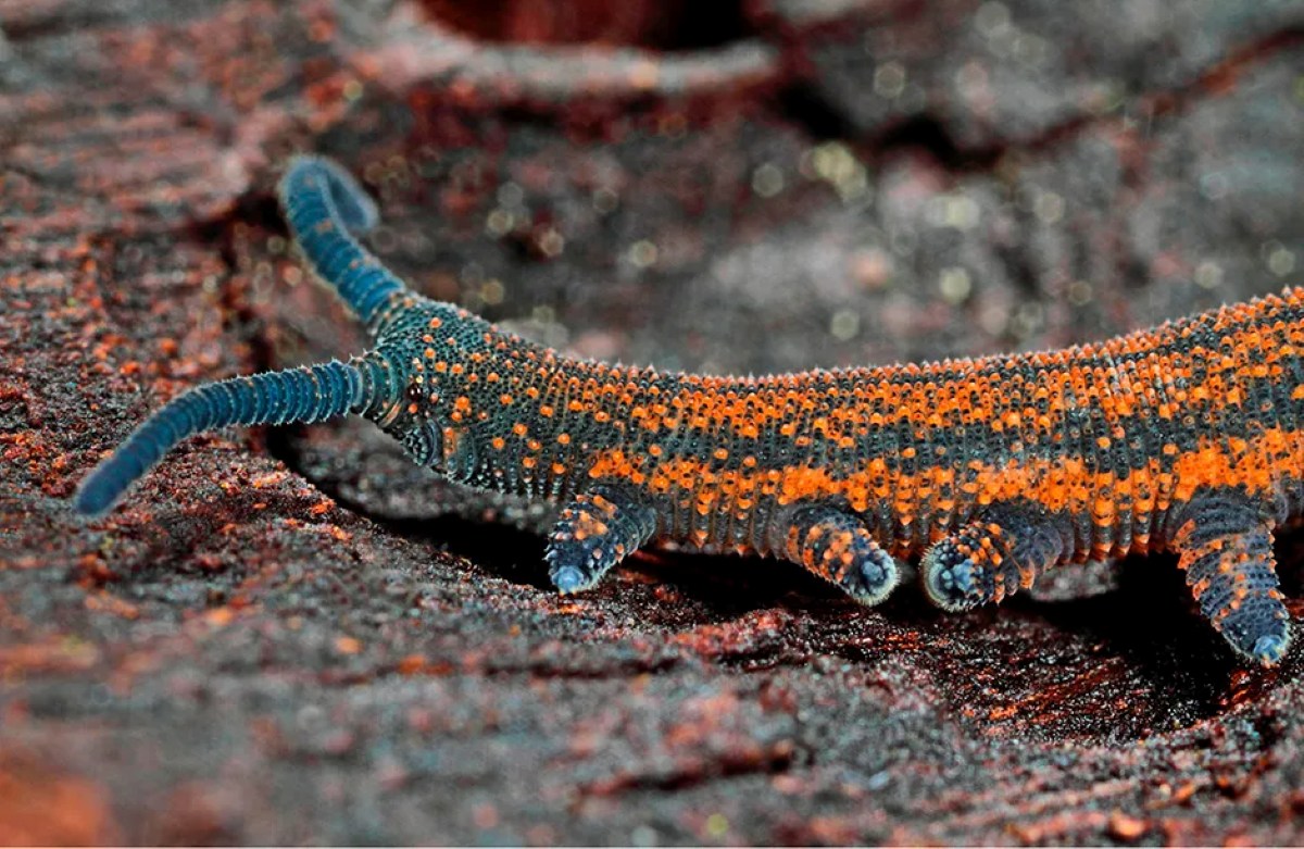 Velvet-Worm ۱۰ حیوان شکارچی عجیب که لایق فیلم ترسناک اختصاصی خود هستند - دیجینوی