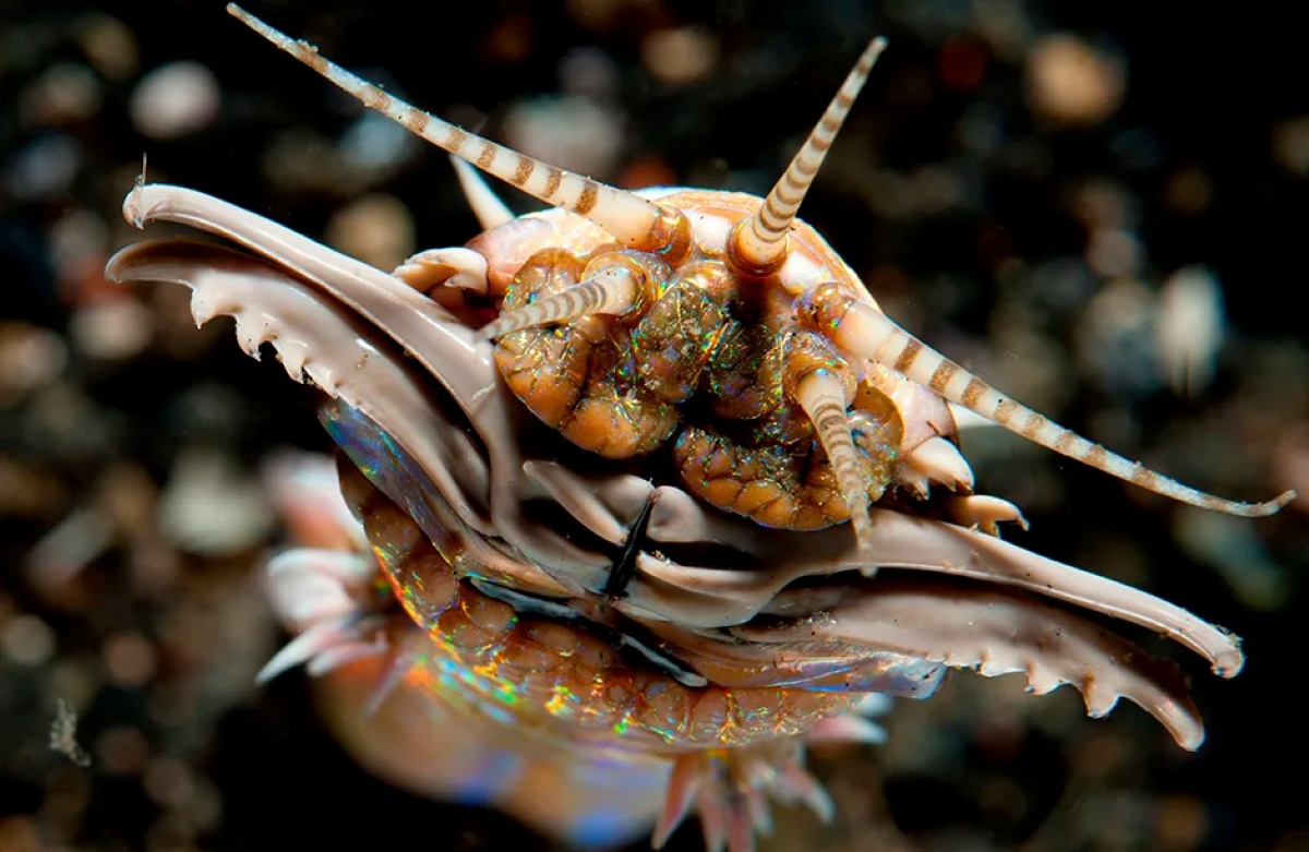 bobbit-worm ۱۰ حیوان شکارچی عجیب که لایق فیلم ترسناک اختصاصی خود هستند - دیجینوی