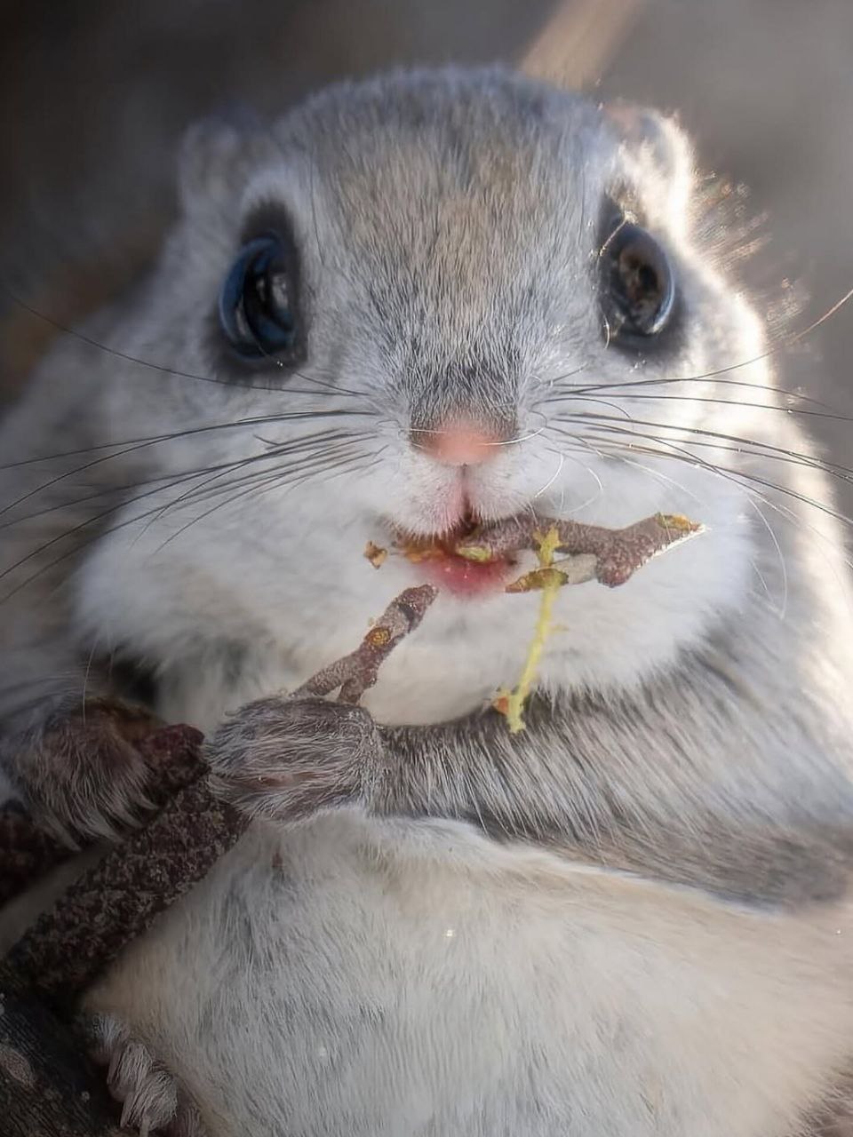 این سنجاب بامزه‌ترین حیوان دنیا است - دیجینوی