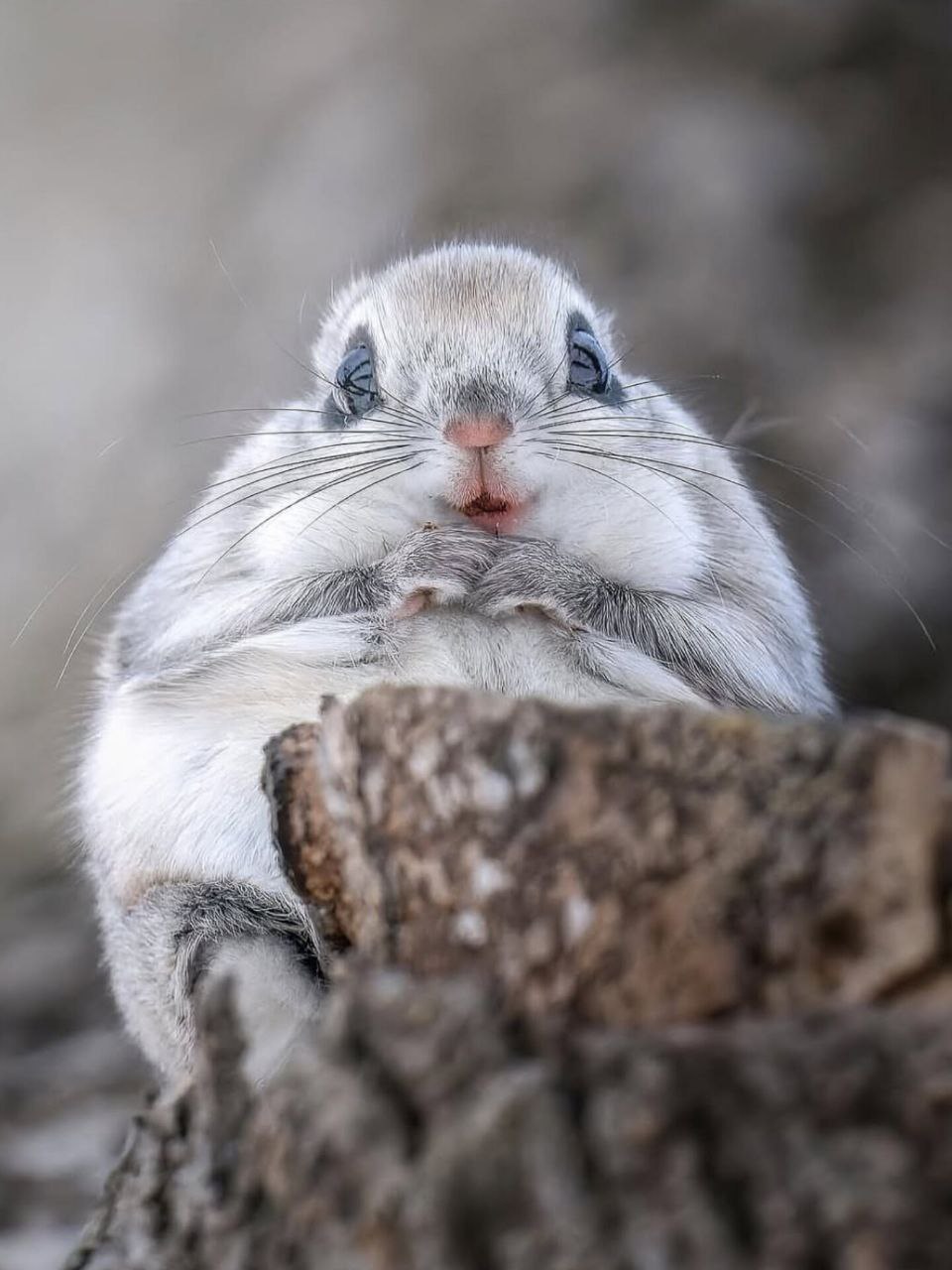 این سنجاب بامزه‌ترین حیوان دنیا است - دیجینوی