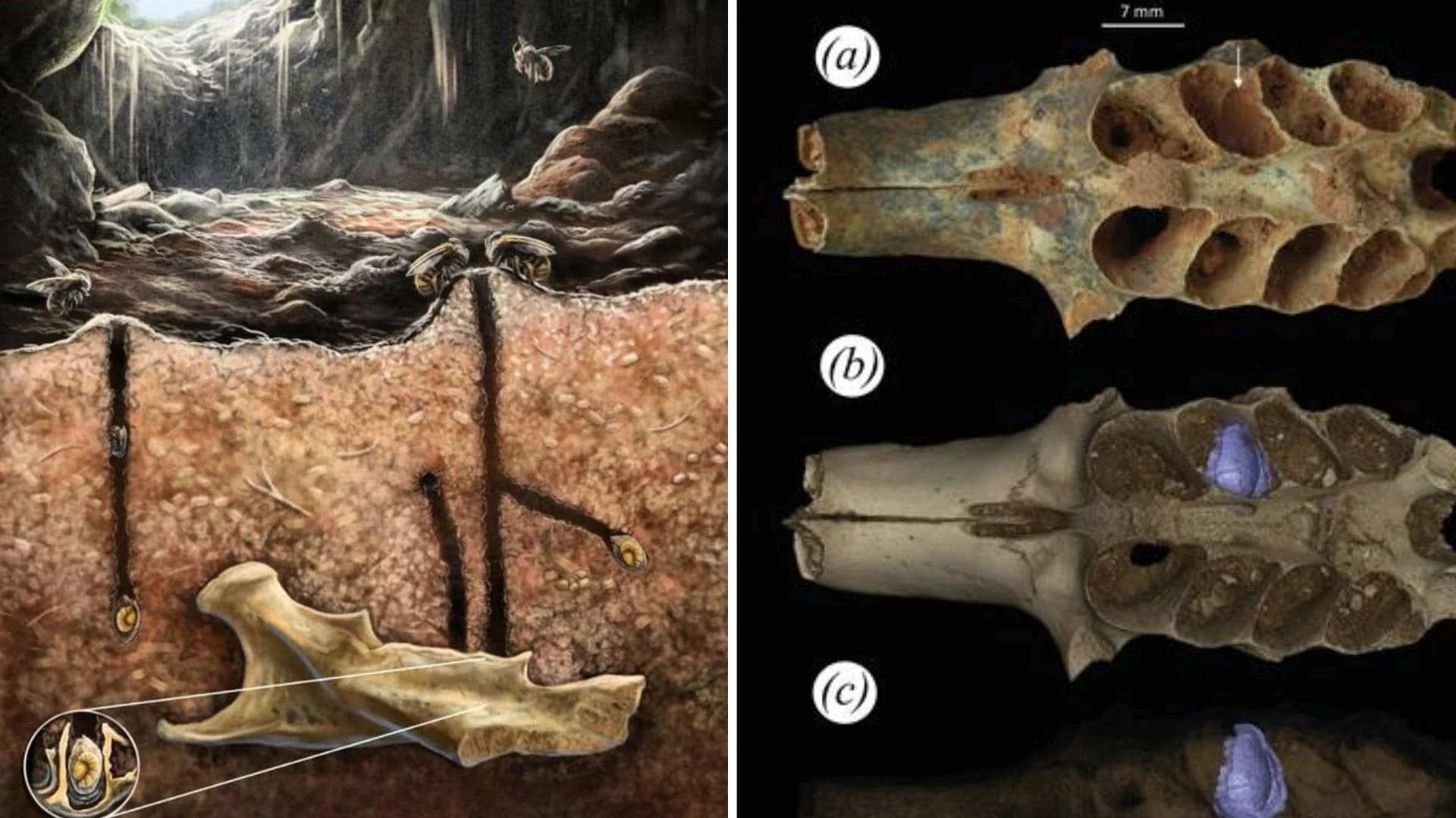 فسیل‌های ۲۰,۰۰۰ ساله نشان می‌دهند زنبورهای باستانی در داخل استخوان‌‌ها لانه ساخته بودند - دیجینوی