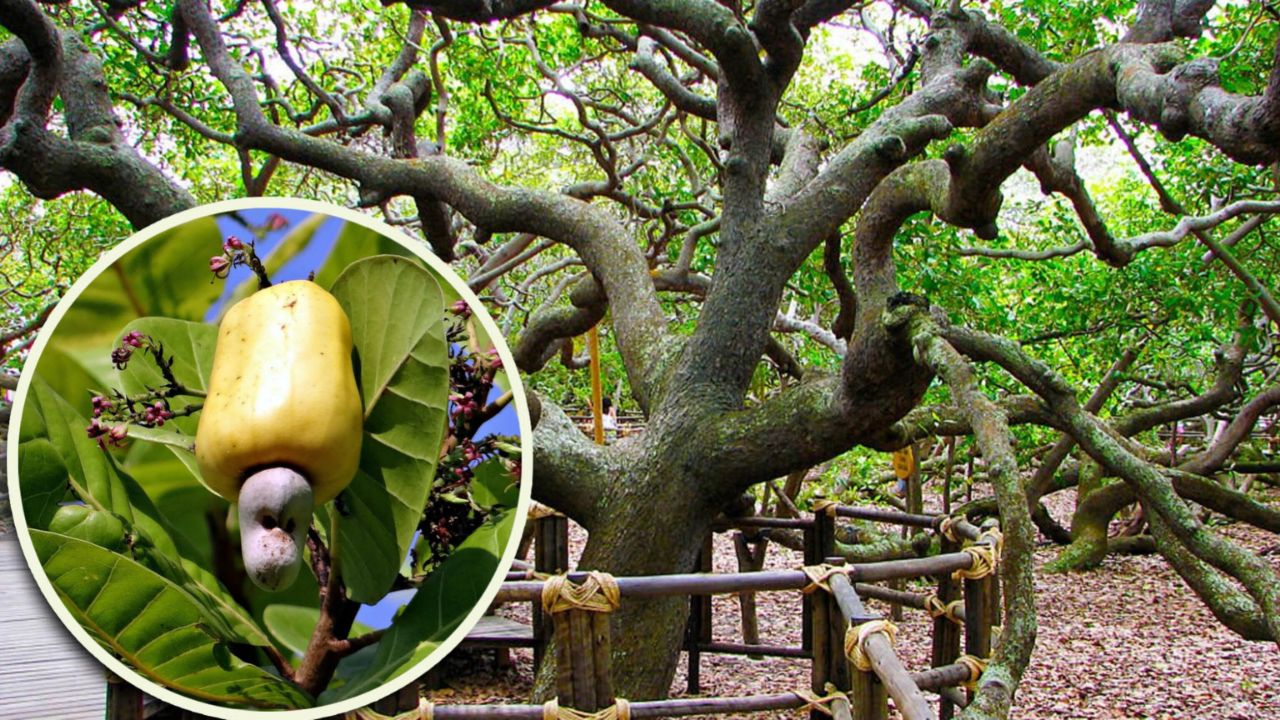 درختی در برزیل شبیه یک جنگل کامل است - دیجینوی