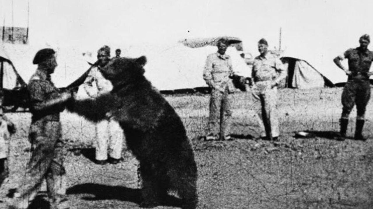 خرس ایرانی که به نماد ارتش لهستان در جنگ جهانی دوم تبدیل شد - دیجینوی