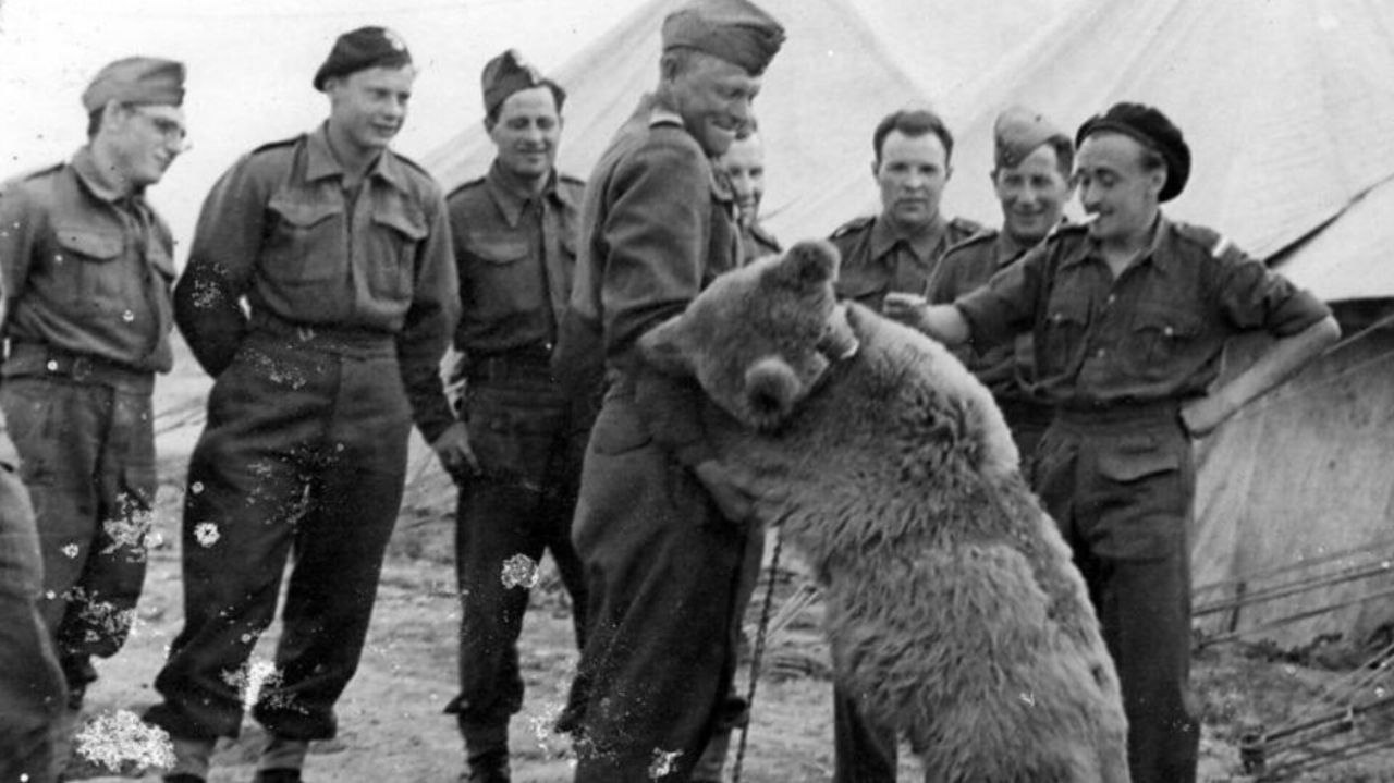 خرس ایرانی که به نماد ارتش لهستان در جنگ جهانی دوم تبدیل شد - دیجینوی