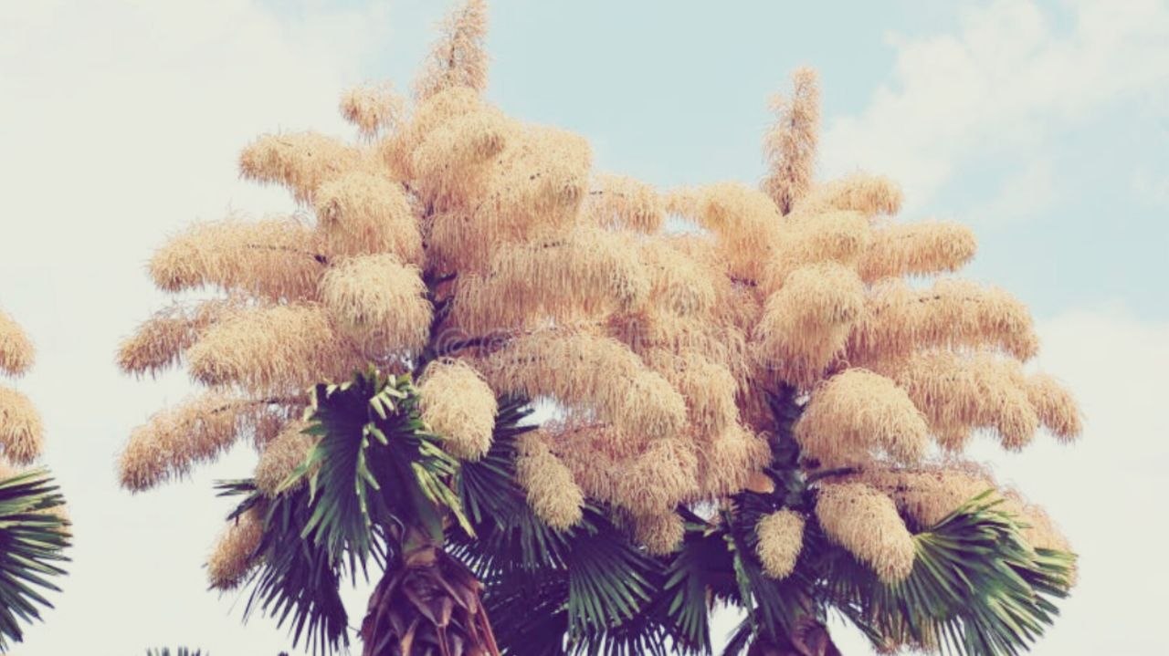 photo_5874985902373800740_y درخت نخلی که یک بار برای اولین و آخرین بار شکوفه میدهد - دیجینوی