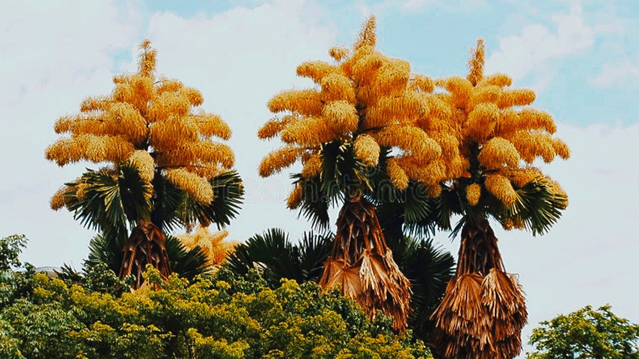 photo_5874985902373800741_y درخت نخلی که یک بار برای اولین و آخرین بار شکوفه میدهد - دیجینوی