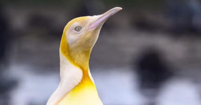 Close-up of a yellow-throated bird with a long pink beak, looking upward.