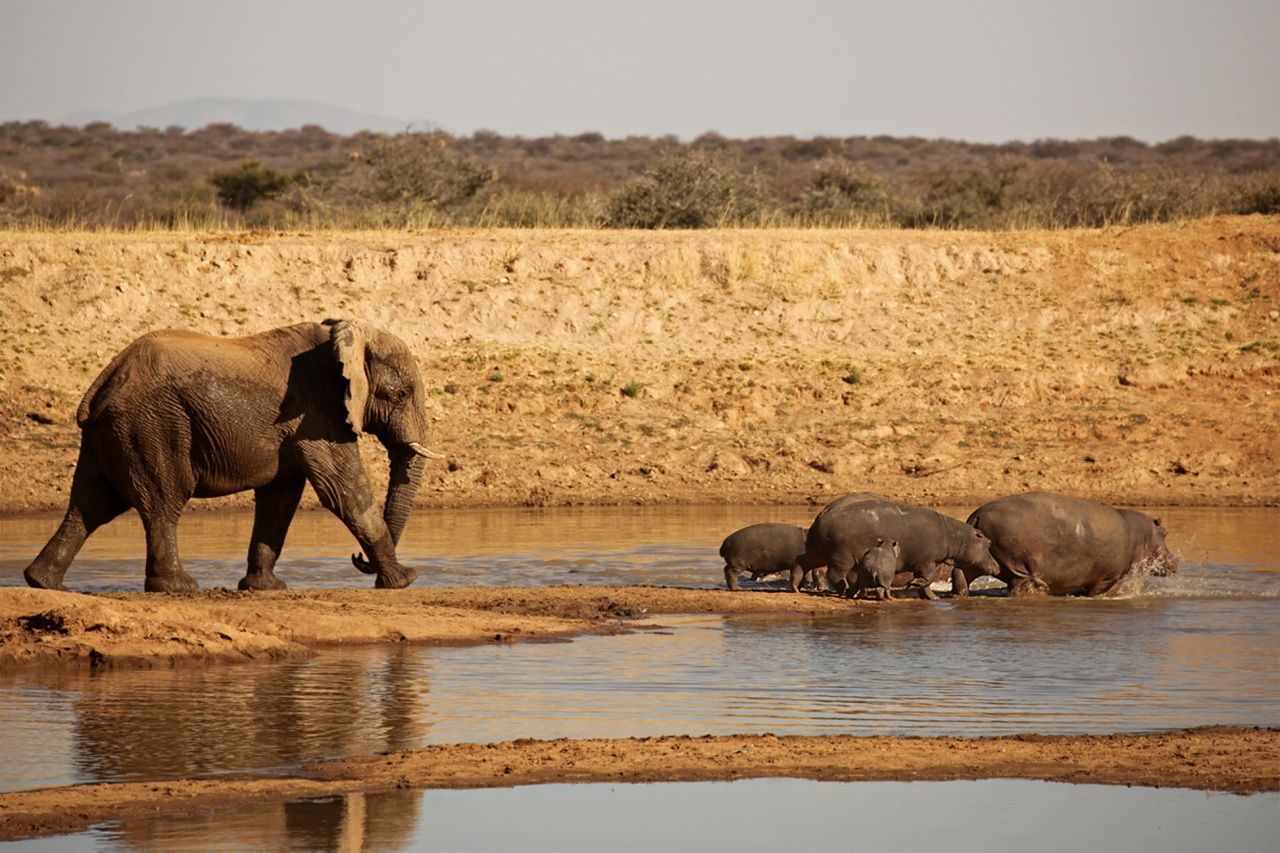 Elephant leading a group of hippos into a shallow waterhole in a dry savanna.