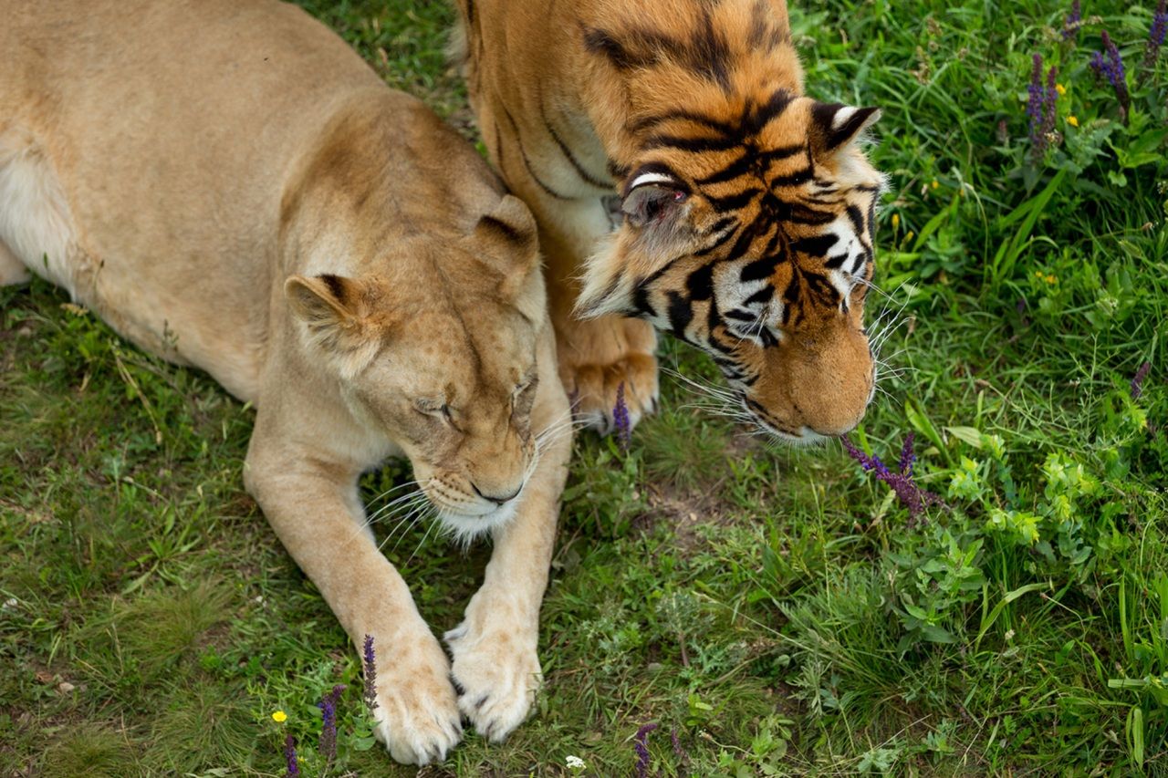 Lioness and tiger lying side by side on grass, heads together among green plants and purple flowers.