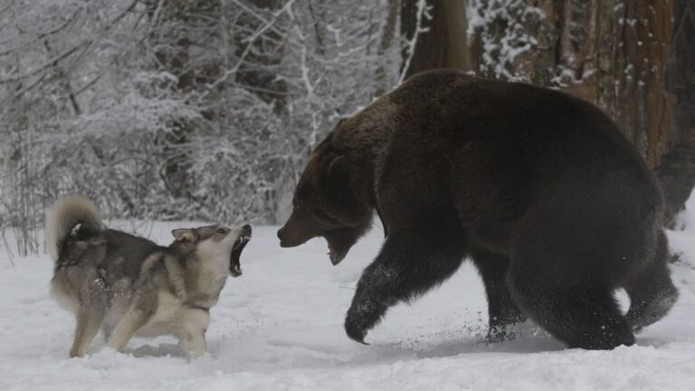 A brown bear and a snarling gray wolf face off in a snowy forest clearing.