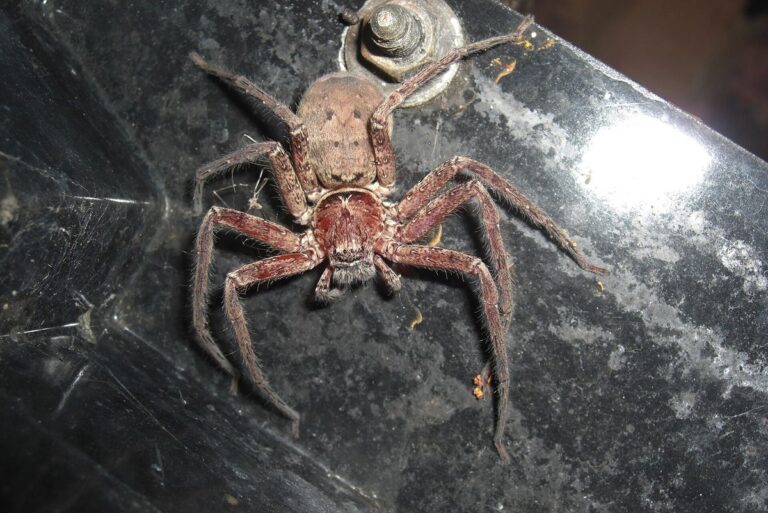 Brown wolf spider with long legs clinging to a dark, dirty metal surface near a bolt.