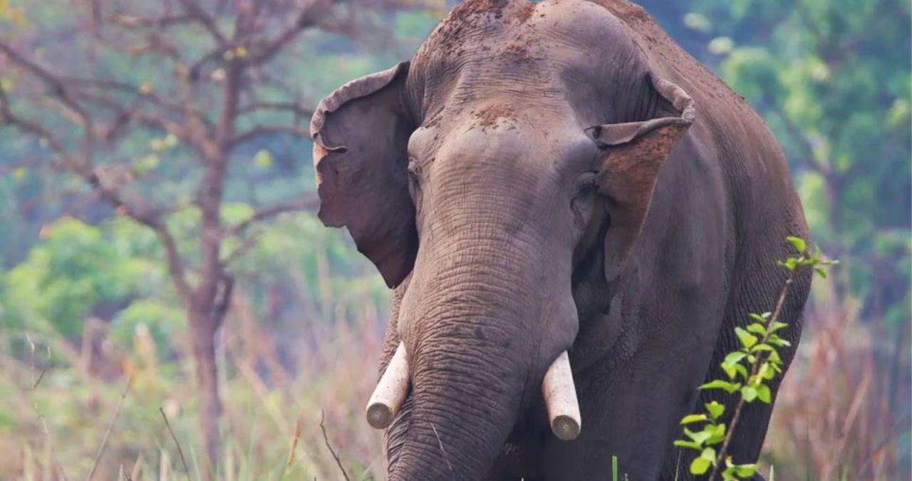 untitled-2026-07-14t130601717_jwnj2496 Adult elephant facing the camera in a grassy, forested area; tusks visible and ears slightly spread.