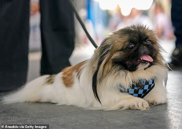 110660905-16054151-A_pooch_named_Zebuoodle_was_also_put_forward_to_compete_for_the_-m-9_1786831073093 زشتترین سگ جهان در سال ۲۰۲۶ انتخاب شد | موبوگیم