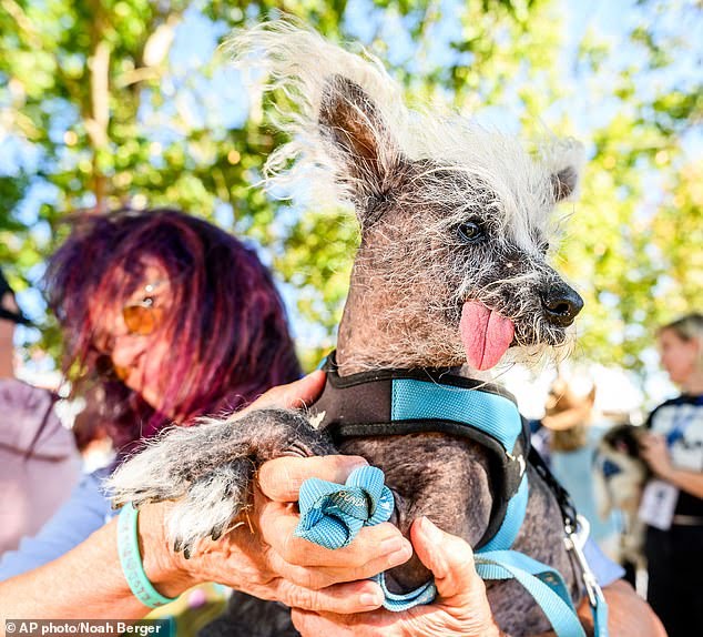 110660923-16054151-Held_by_owner_Linda_Elmquist_Scooter_was_among_the_pets_at_the_e-m-12_1786831242914 زشتترین سگ جهان در سال ۲۰۲۶ انتخاب شد | موبوگیم