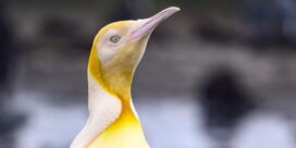 Close-up of a yellow-throated bird with a long pink beak, looking upward.