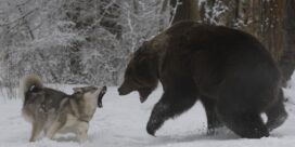 A brown bear and a snarling gray wolf face off in a snowy forest clearing.